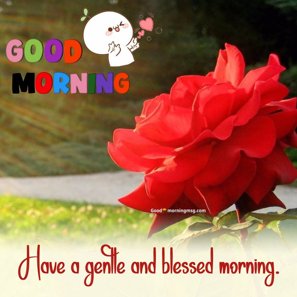 Beautiful Good Morning Rose I Goodmorningmsg