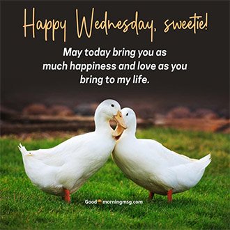 Beautiful Wednesday Flower Images, Morning Greetings And Quotes