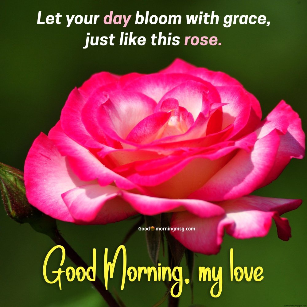 Coffee Beautiful Good Morning Rose I Goodmorningmsg