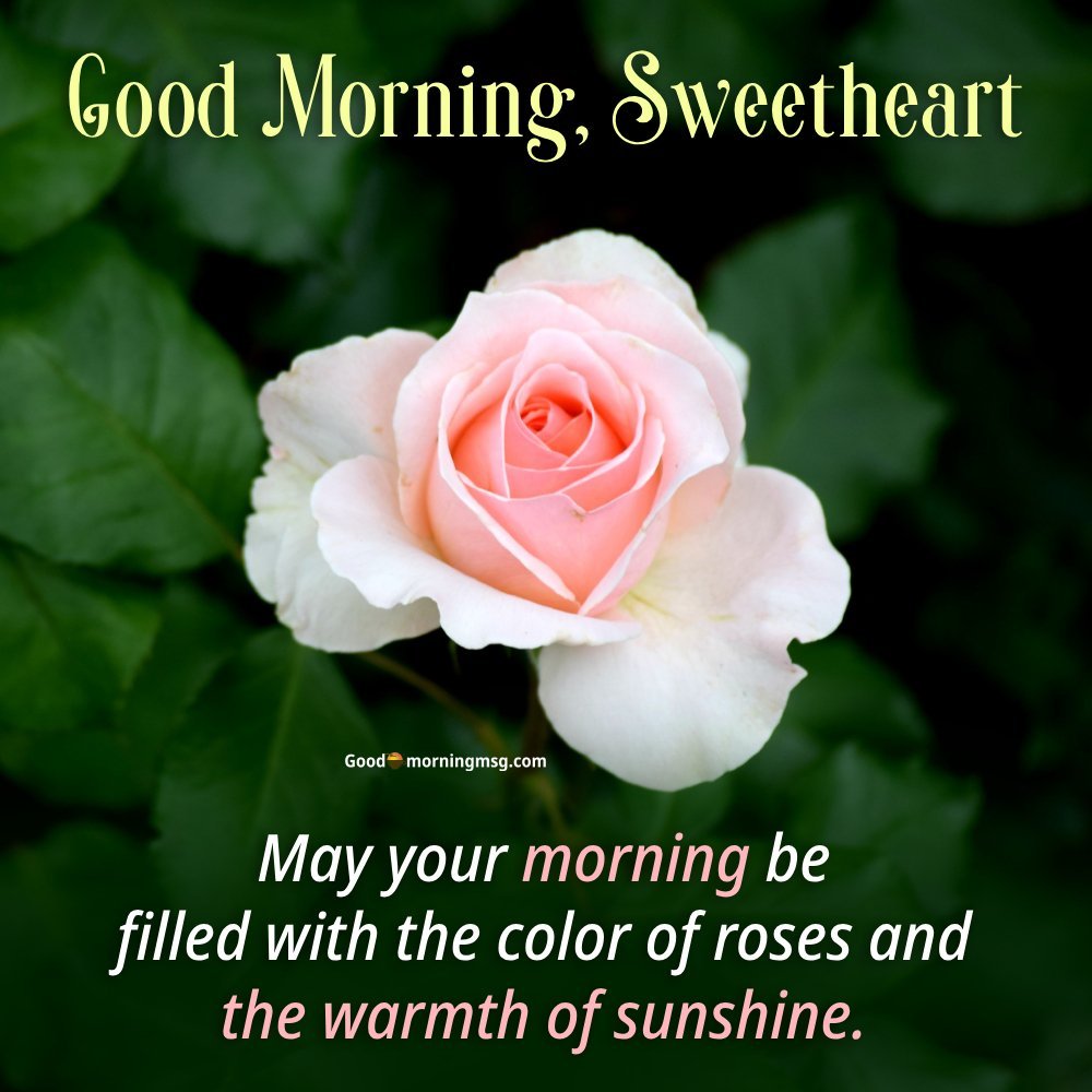 Good Morning Rose For Girlfriend I Goodmorningmsg