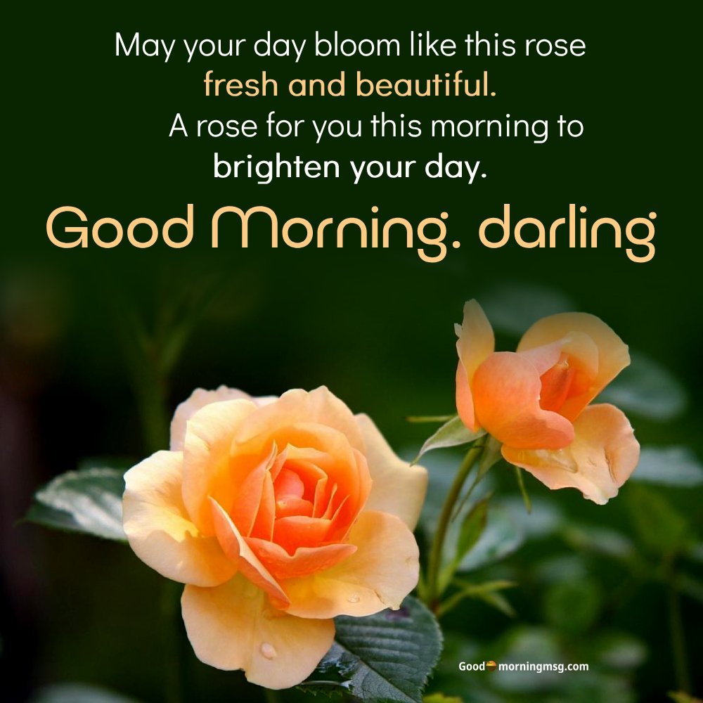 Good Morning Rose Images With Quotes I Goodmorningmsg