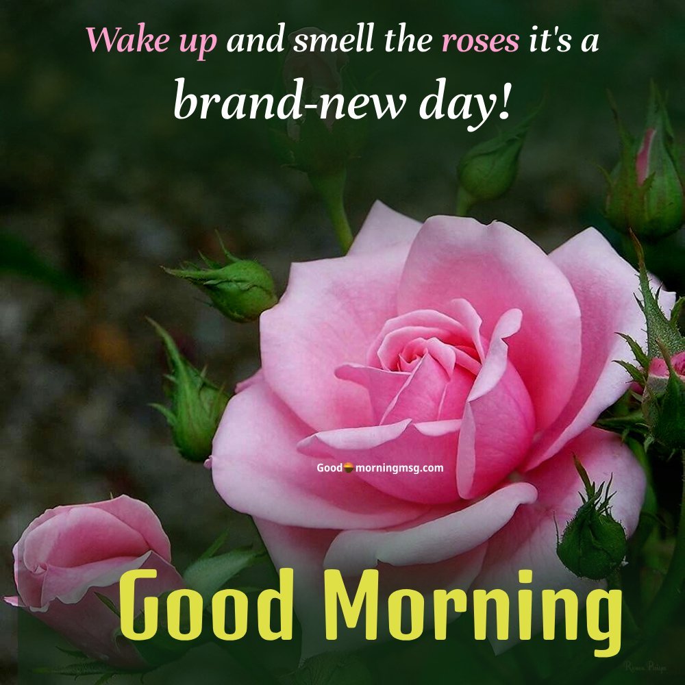 Good Morning Rose Wishes I Goodmorningmsg