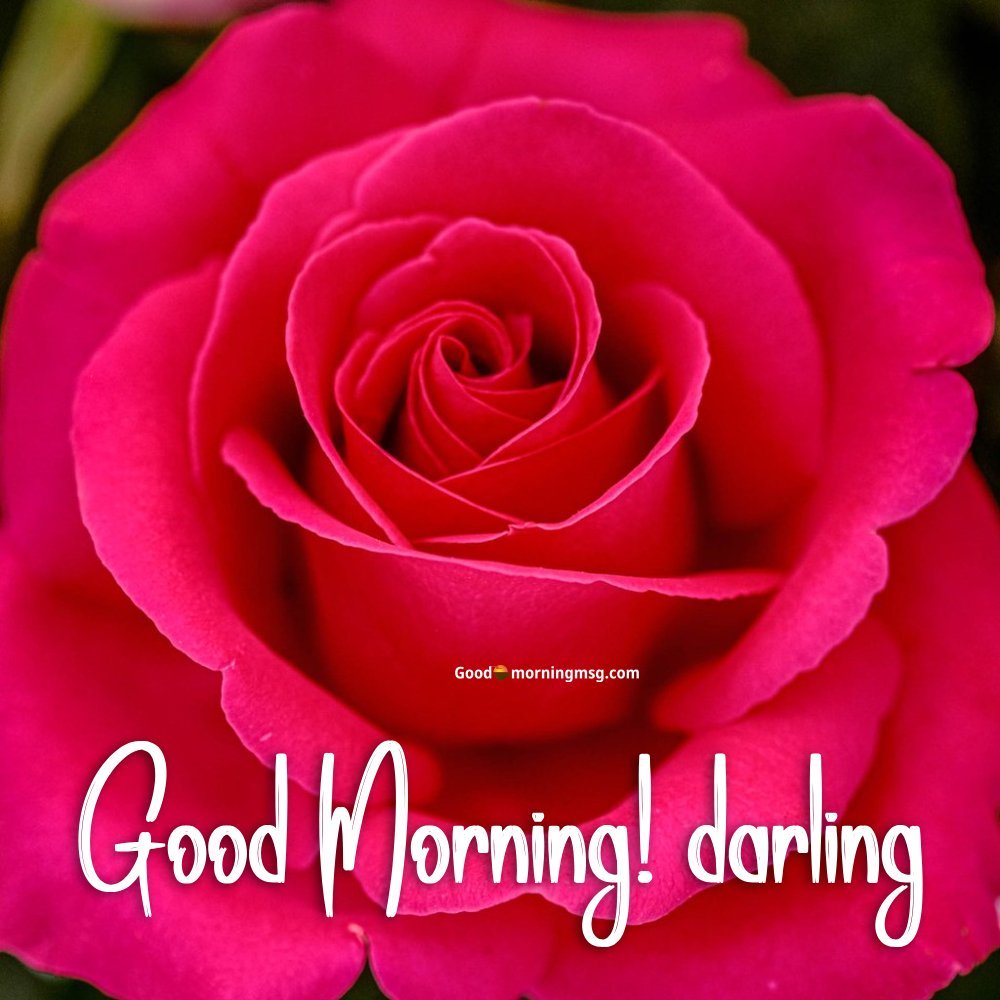 Romantic Good Morning Rose Flower I Goodmorningmsg