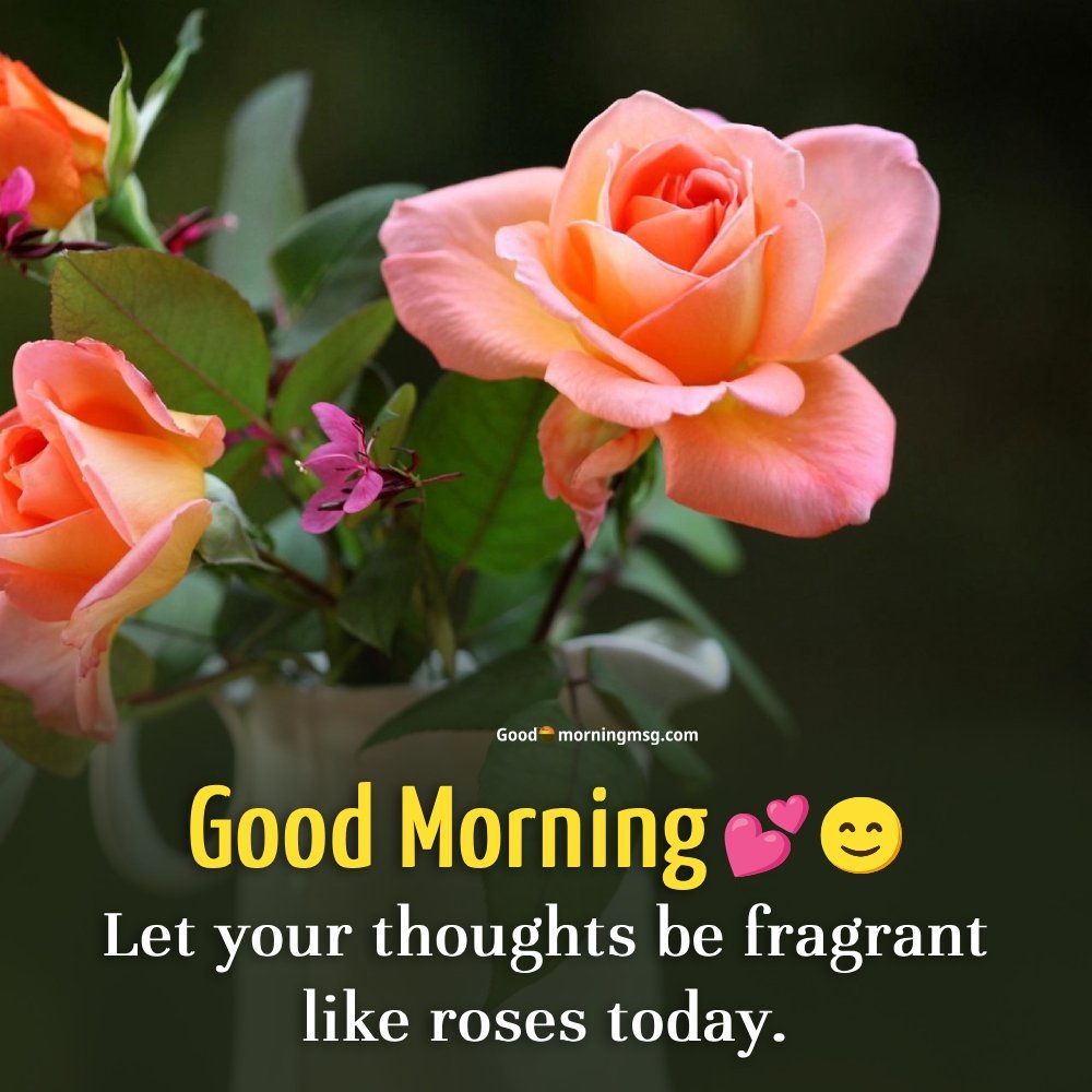 Sweet Beautiful Good Morning Rose I Goodmorningmsg