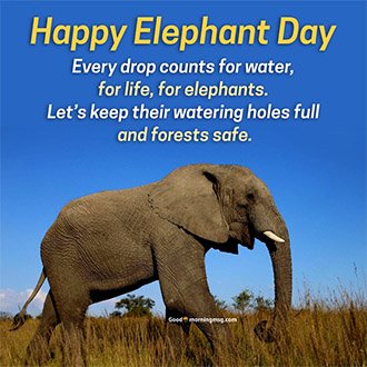 12 Aug World Elephant Day Quotes And Poster
