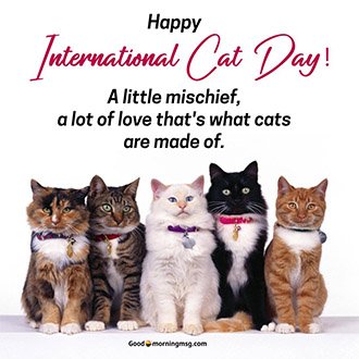 8 Aug International Cat Day Quotes And Wishes