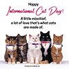 8 Aug International Cat Day Quotes And Wishes