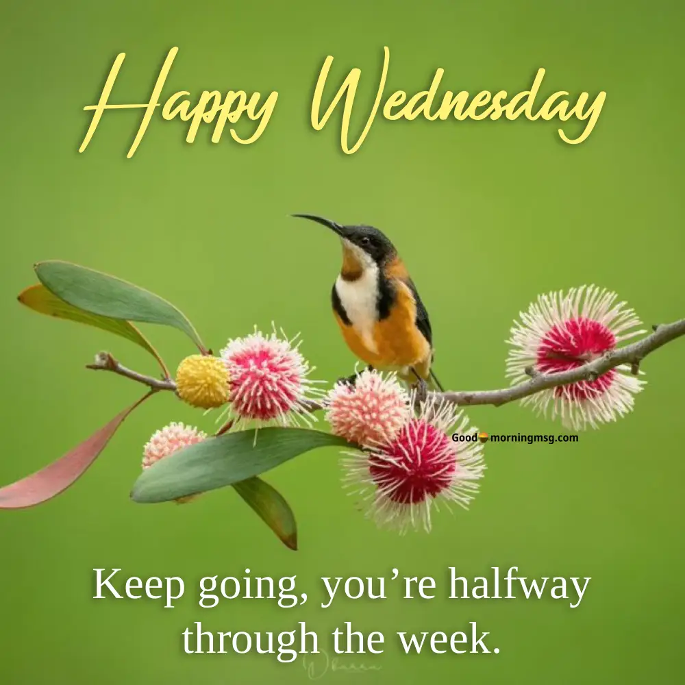 Happy Wednesday Good Morning Images