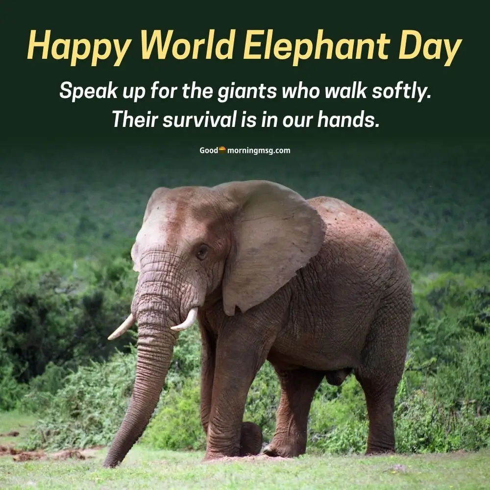 Happy World Elephant Day Quotes