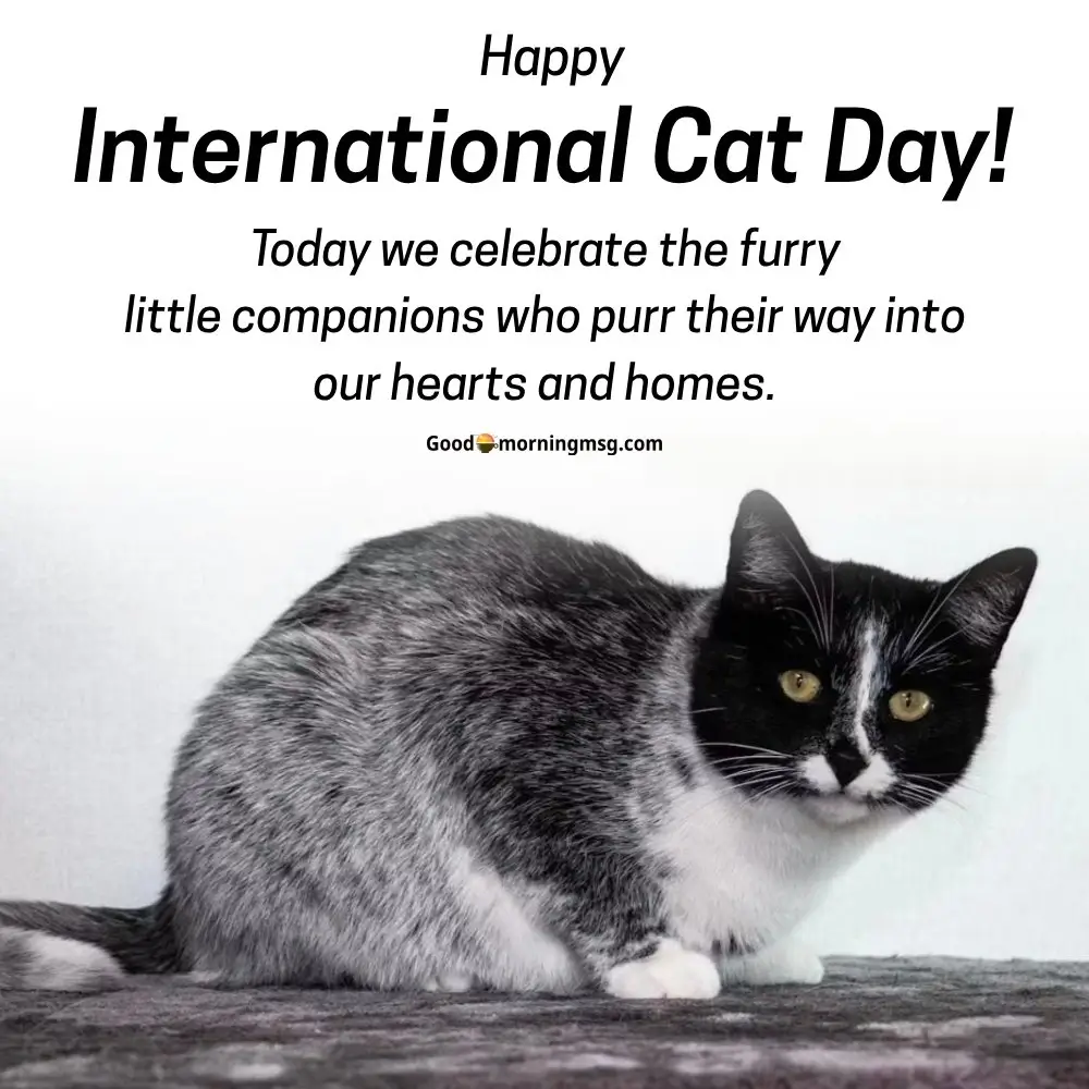 Internatinoal Cat Day 2025