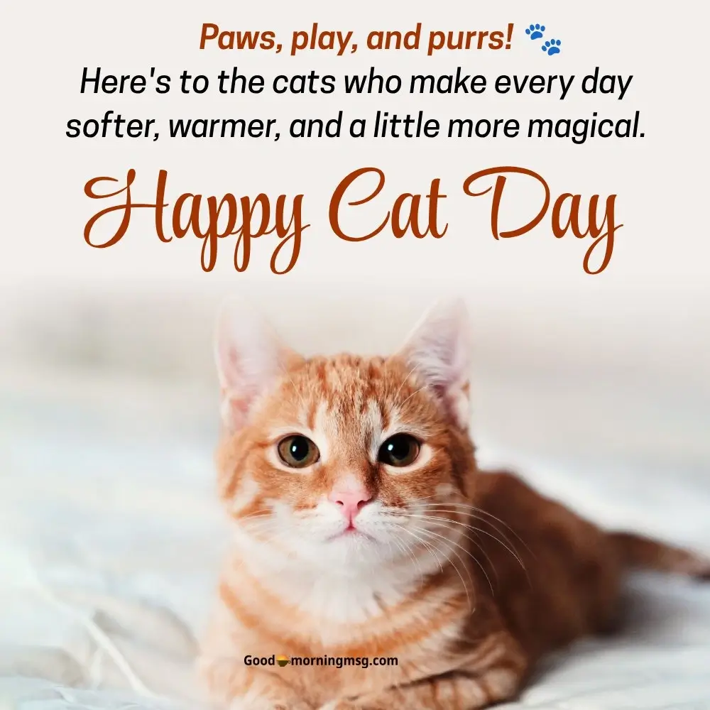 International Cat Day August 8