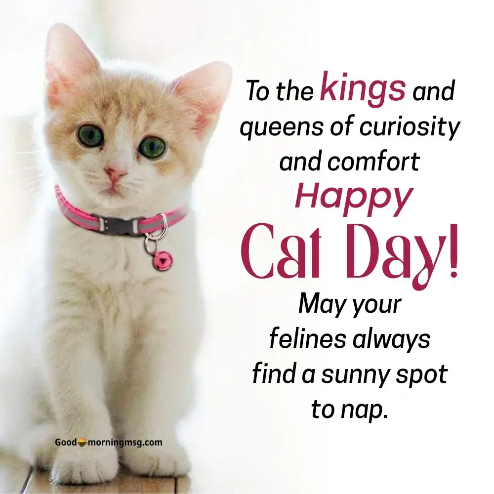 International Cat Day Images