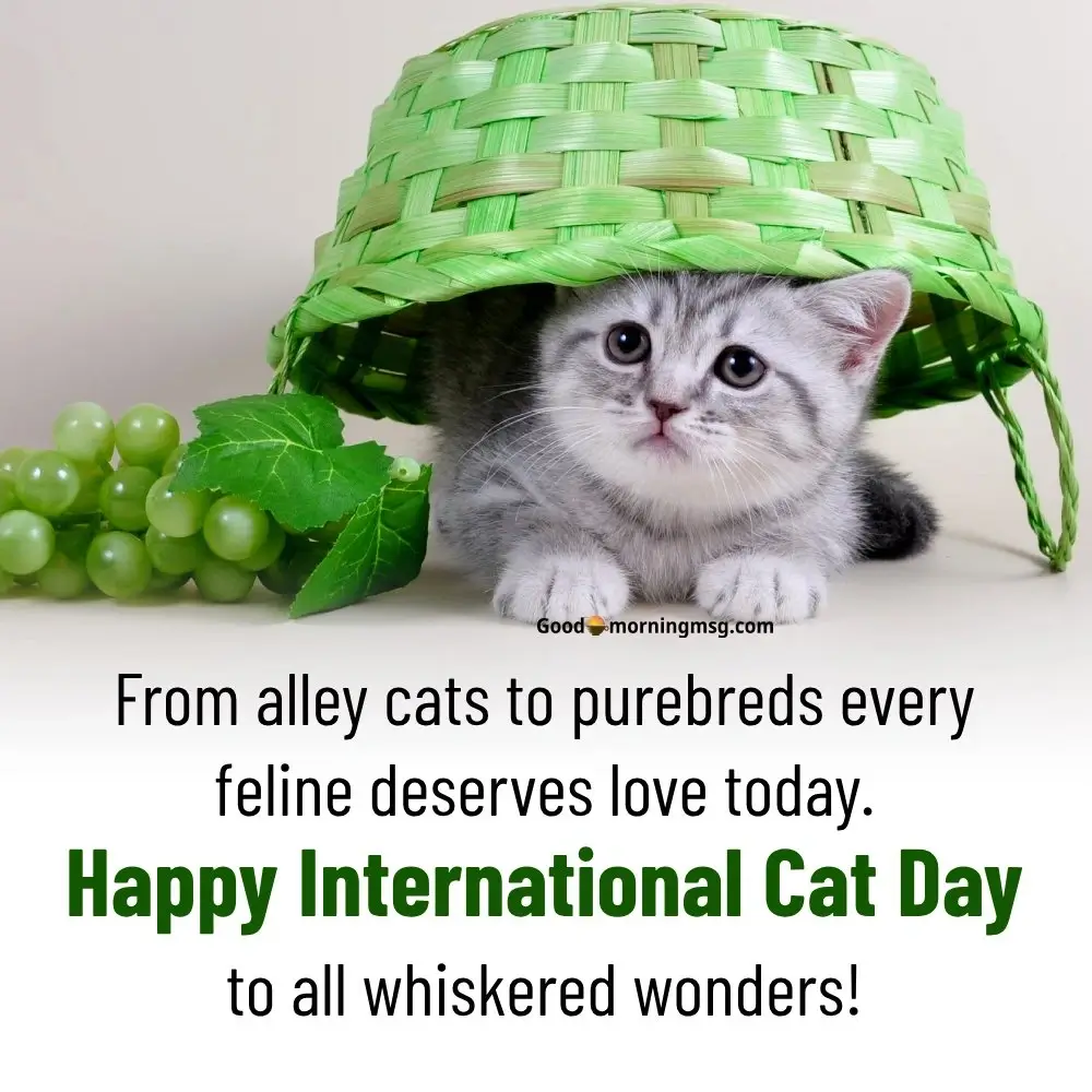 International Cat Day Quotes