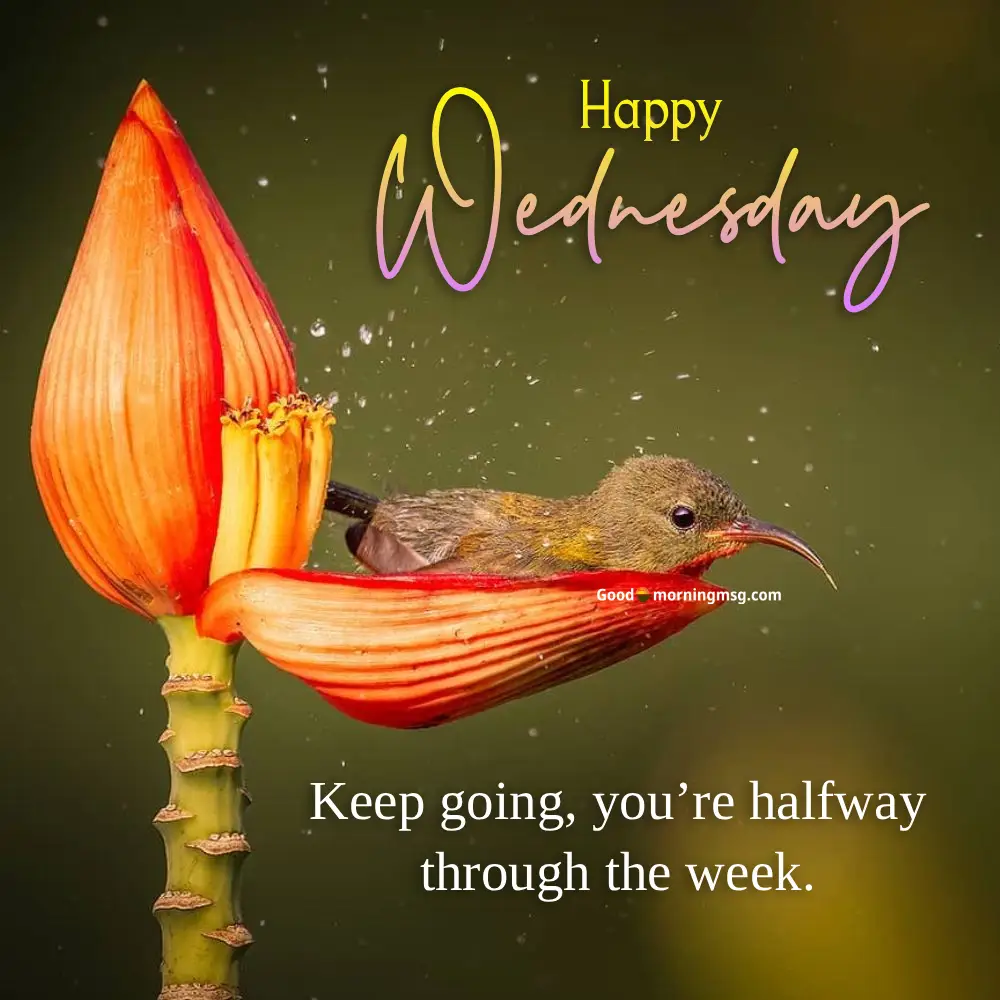 Wednesday Good Morning Images With Quotes