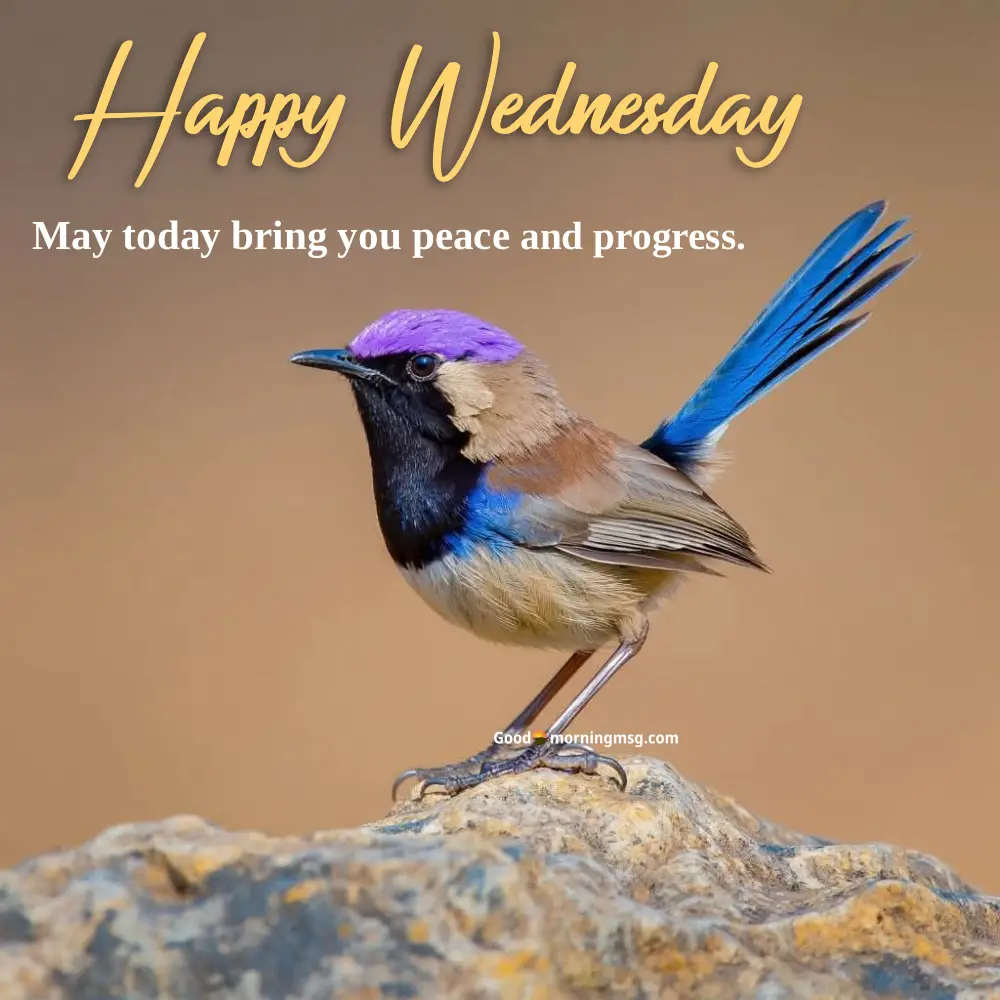 Wednesday Morning Greetings