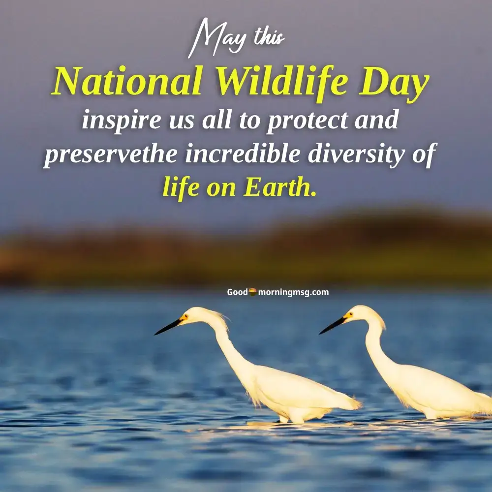 National Wildlife Day September 4