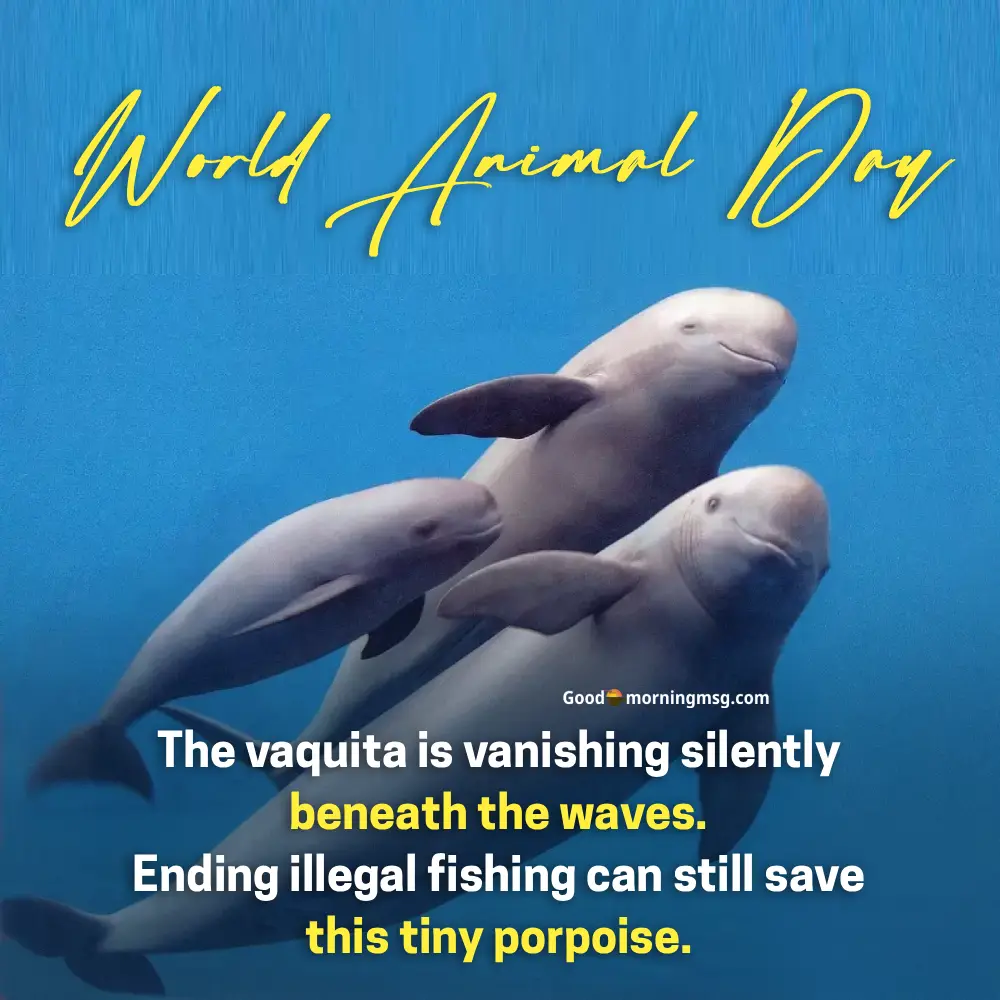 4th October World Animal Day