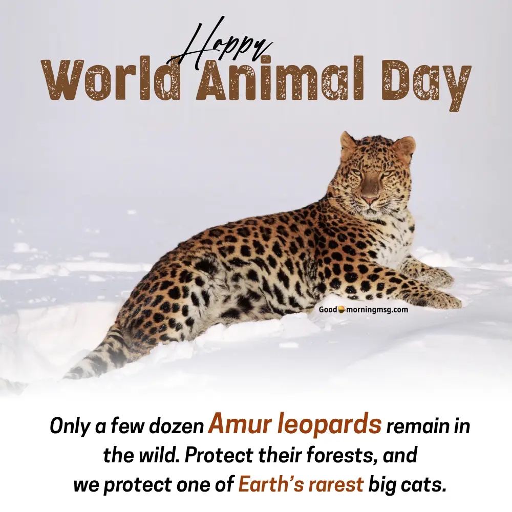 October 4 World Animal Day Images Wishes, Posters And Quotes