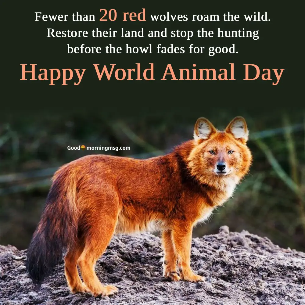 World Animal Day 2025