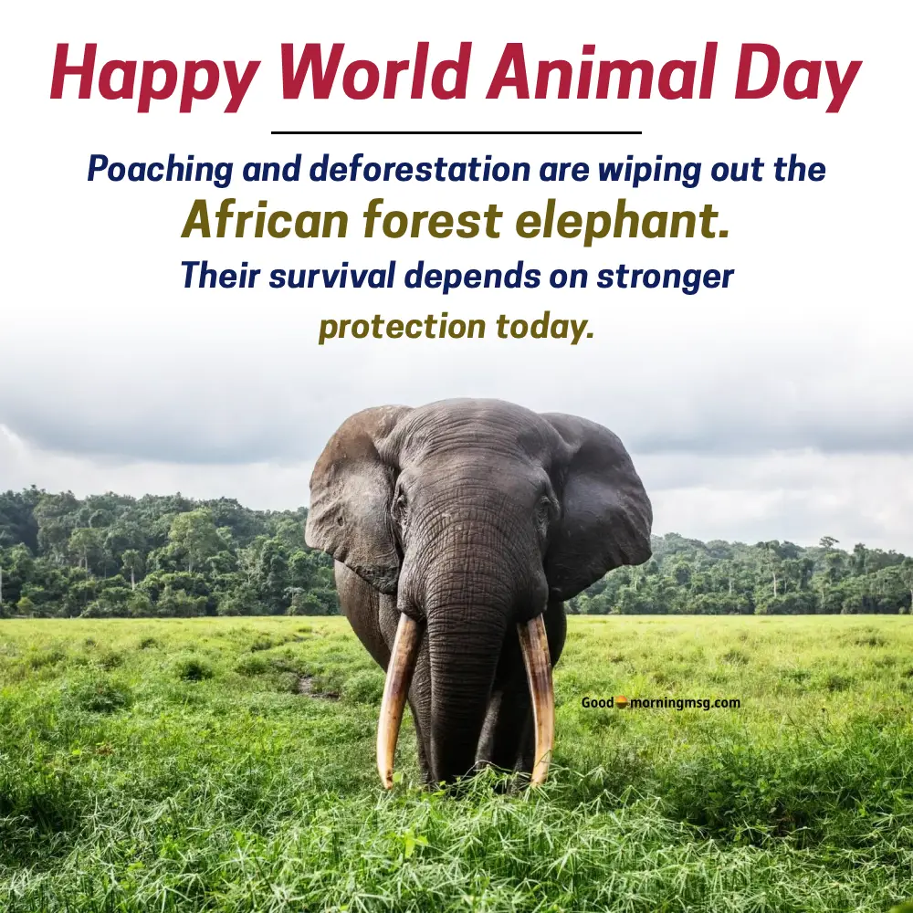 World Animal Day Images