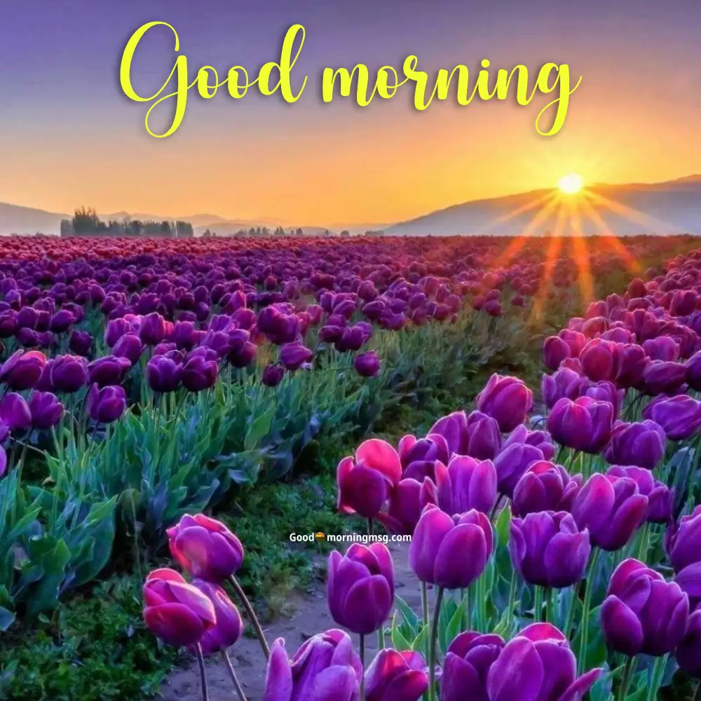 Flower Good Morning Images