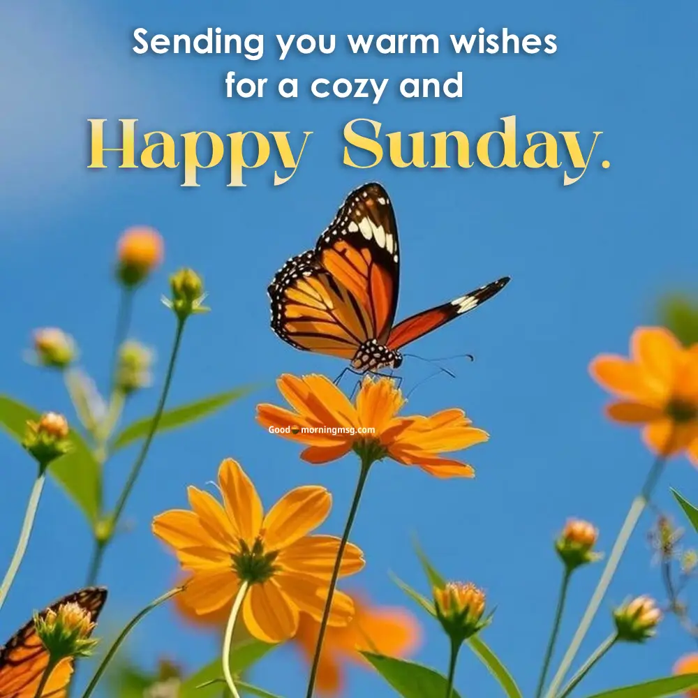 Good Morning Happy Sunday Hd Images