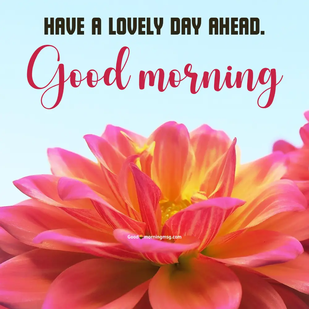 Good Morning Images With Flowers