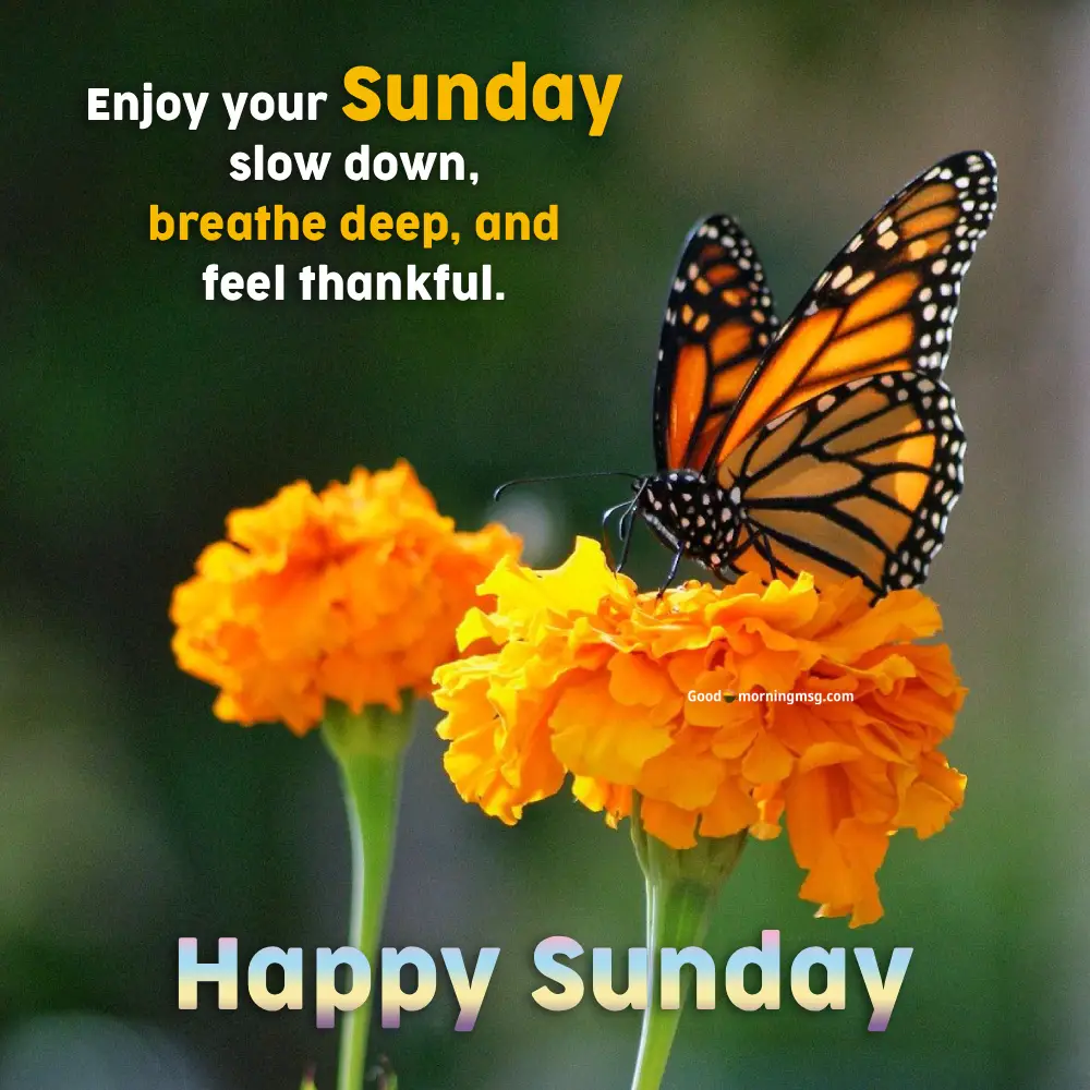Happy Sunday Flowers Images
