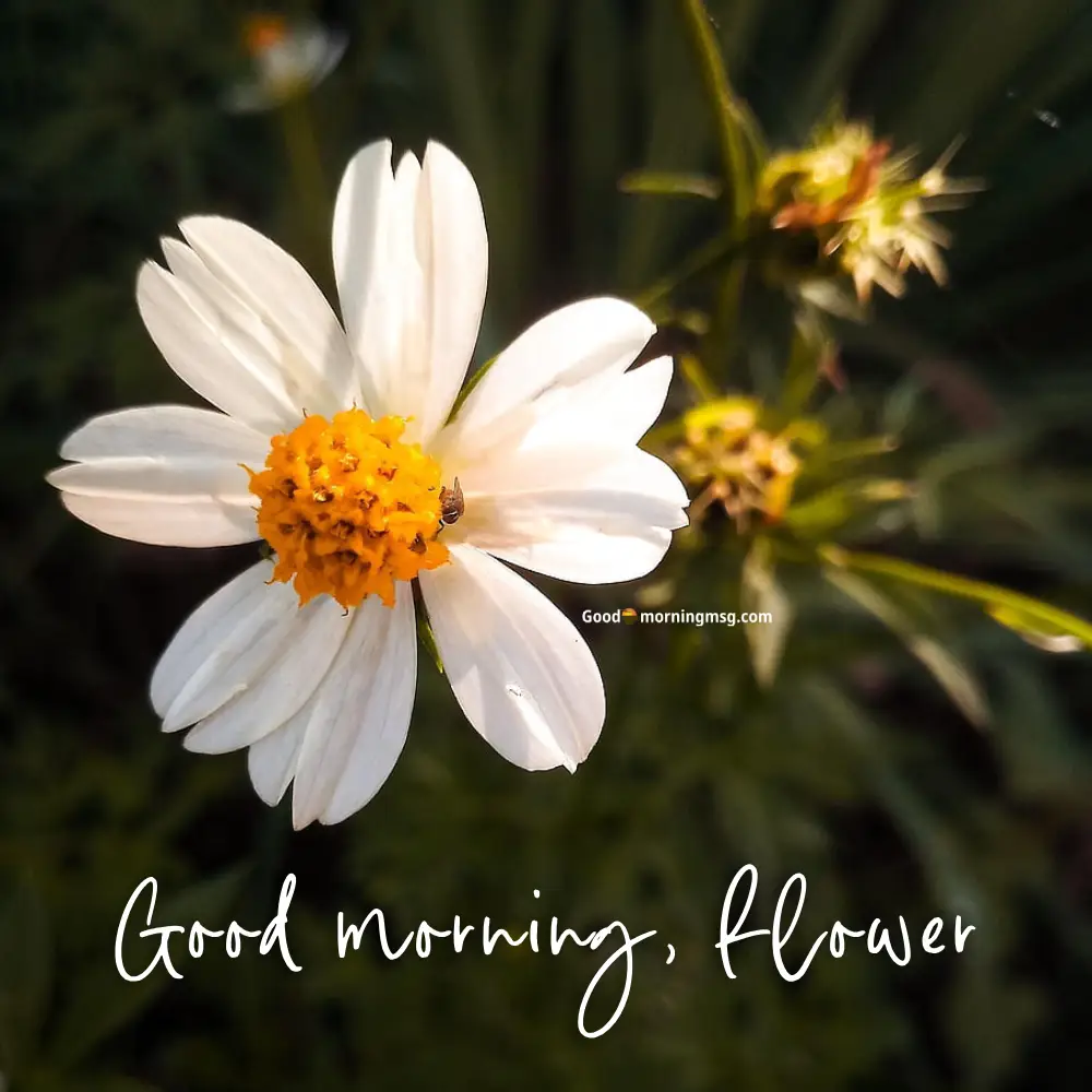High Quality Good Morning Flowers With Messages