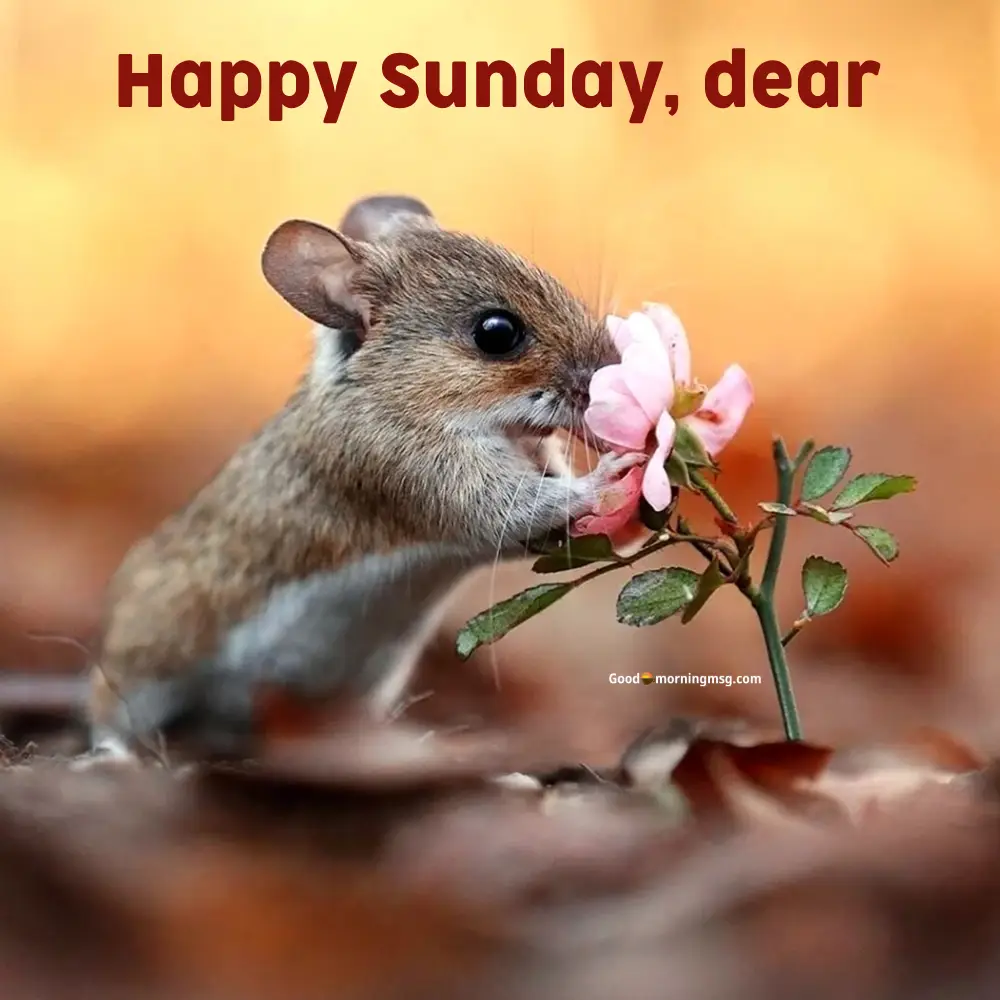 High Quality Good Morning Sunday Images Hd