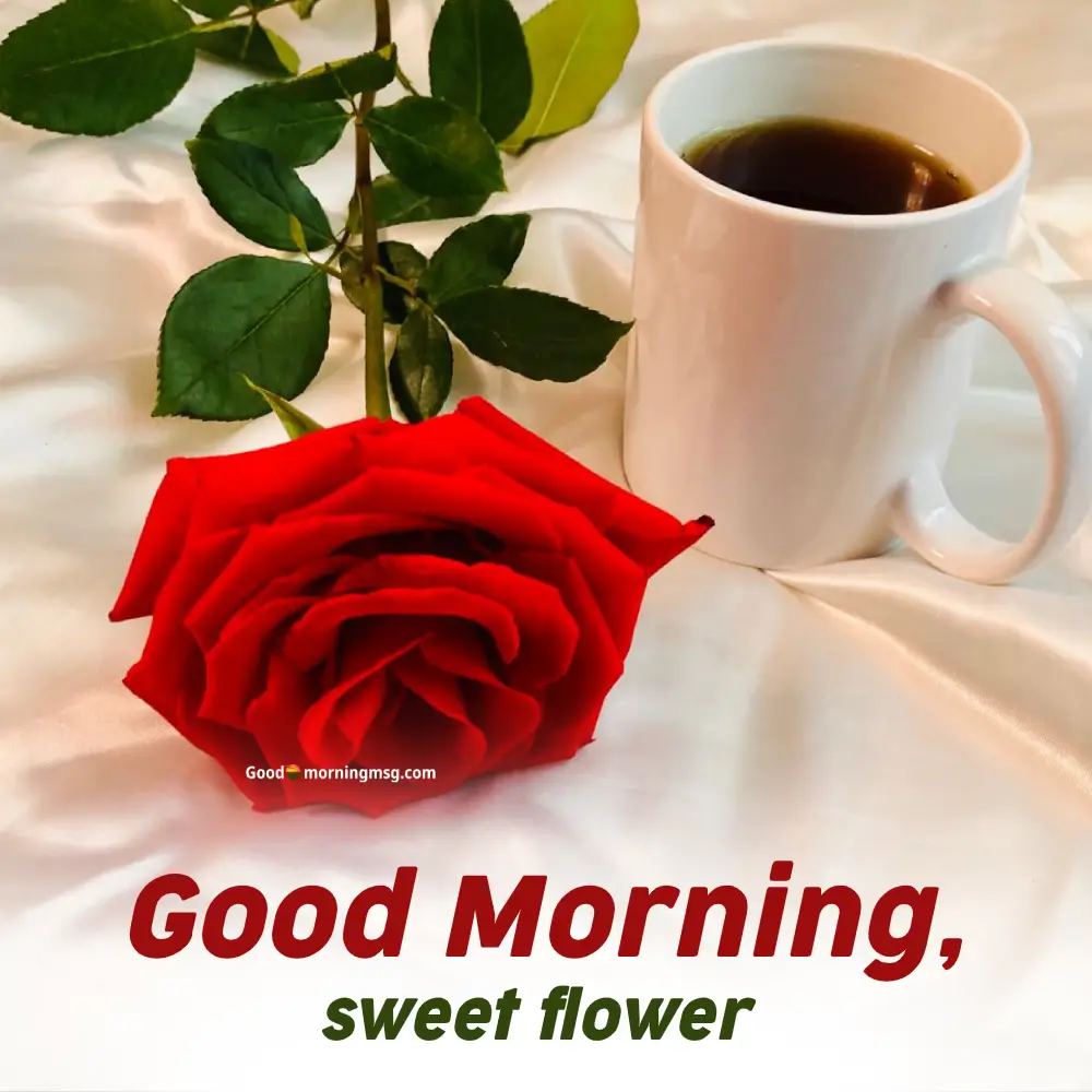 New Latest Good Morning Wishes