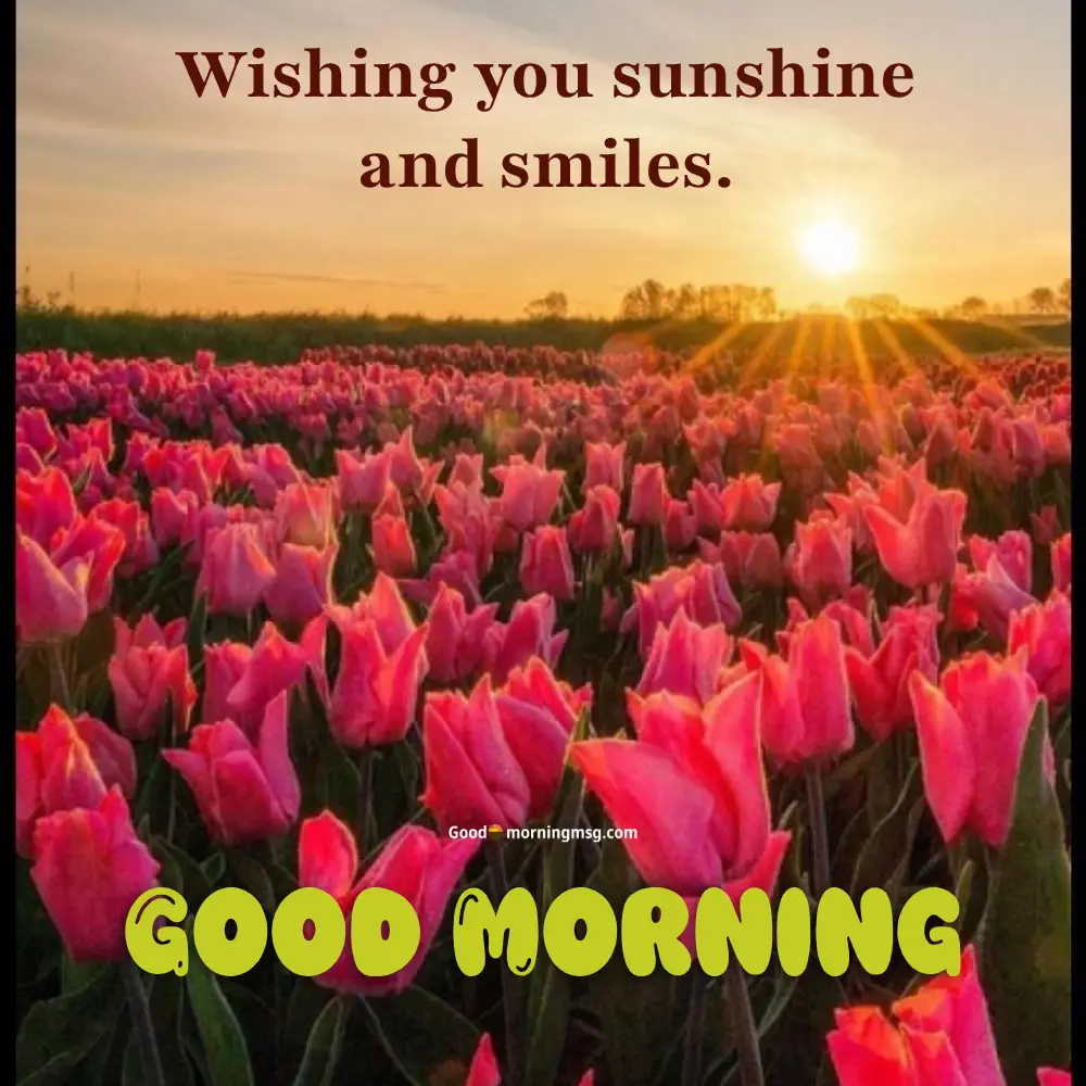 Rose Flower Special Beautiful Good Morning Images