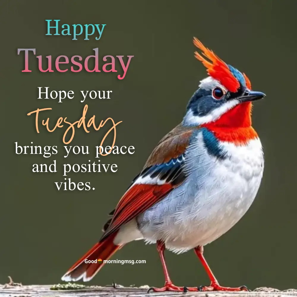 Good Morning Images Of Tuesday