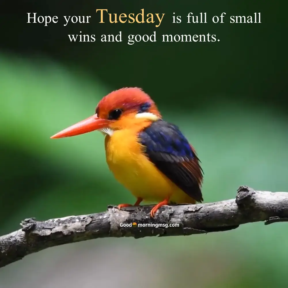 Nature Happy Blessed Tuesday Good Morning Tuesday Images