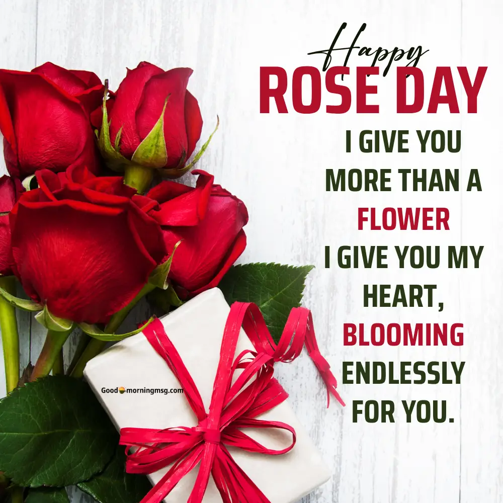 Happy Valentine Day Rose