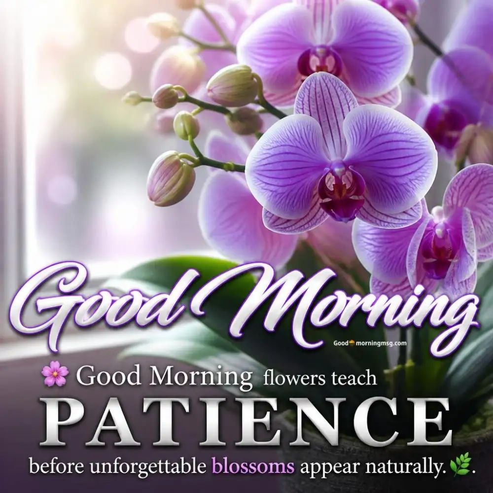Flower Beautiful Good Morning Friday